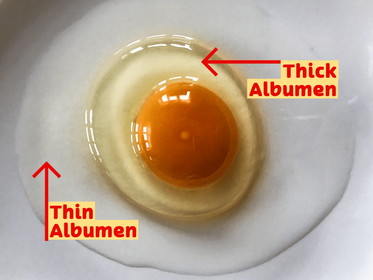 Parts of a chicken egg